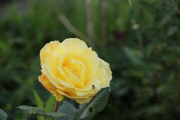 yellow rose in the garden