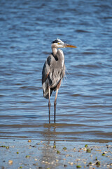 Great blue heron standing in shallow water at Anastasia State Park Florida