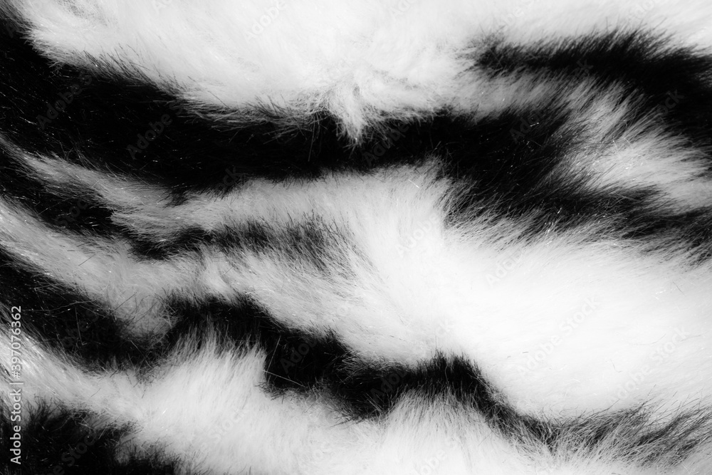 Poster fur with black white stripes. background for design