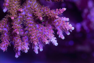 Beautiful acropora sps coral in coral reef aquarium tank. Macro shot. Selective focus.