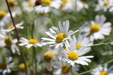daisies in a field