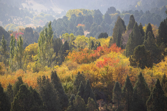 The fantastic view colorful in Fall season with light foggy. Beautiful colorful autumn landscape with a forest in toned colors. Impressive Autumn landscape during sunset. Concept of an ideal resting p