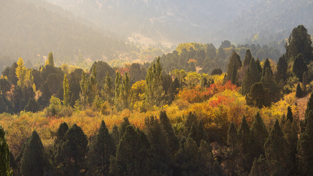 The fantastic view colorful in Fall season with light foggy. Beautiful colorful autumn landscape with a forest in toned colors. Impressive Autumn landscape during sunset. Concept of an ideal resting p