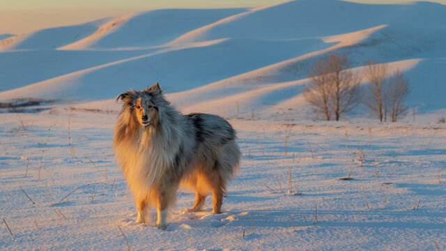 Rough collie in the snow. Young blue merrle sheepdog looks ahead. Majestic sunset in the winter mountains landscape with full moon.