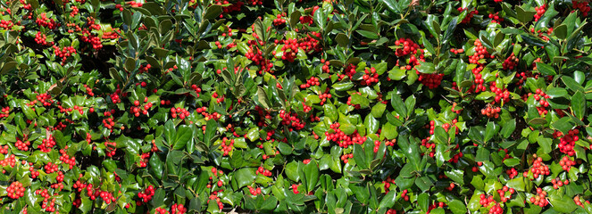 Many red holly berries and greenery background