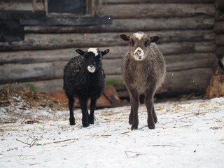 Cute lambs on the farm in winter
