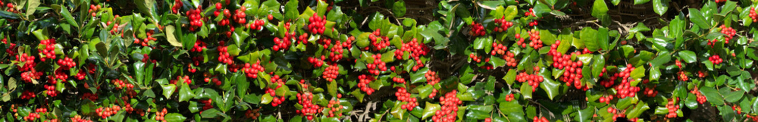 Many red holly berries and greenery background