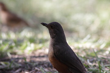 Obraz premium Birds