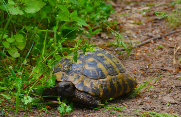 The turtle walks  through the woods.