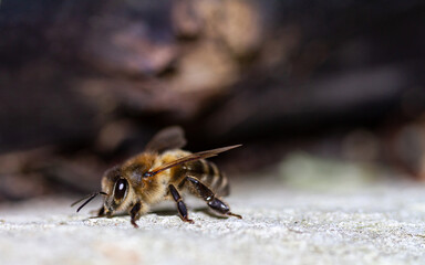 Honey bee on a stone.