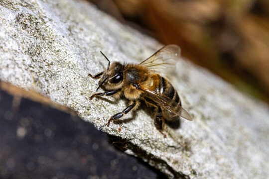 Honey bee on a stone.