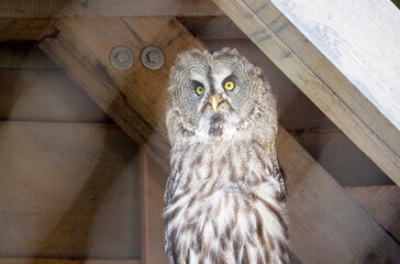 The great grey owl or great gray owl is a very large owl