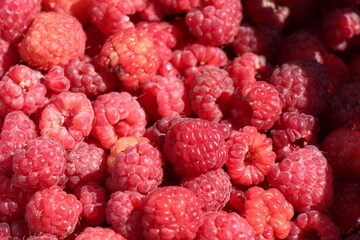 close up of ripe raspberries