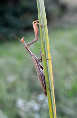 Close up of the predatory insect Mantis religiosa