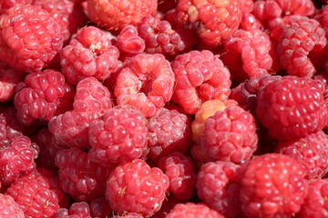close up of ripe raspberries