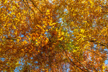 Autumn colorful trees. Warm autumn sun shining through golden tree tops with beautiful bright blue sky. Fall natural landscape. Beautiful fall season concept copy space. Tree top shot from below.