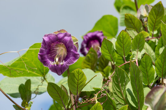 Close up of a cup and saucer vine (cobaea scandens) in bloom