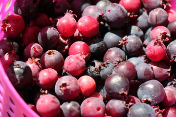 shadberries close up