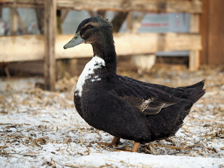 Portrait of a black duck. Winter, snow