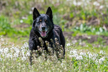 Portrait of a German shepherd in a park.Black dog Sheepdog