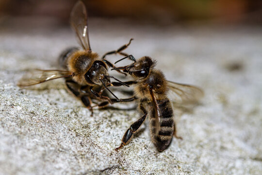 Honey bees fight on a stone.