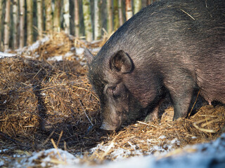 Happy big pig basks in a haystack in winter