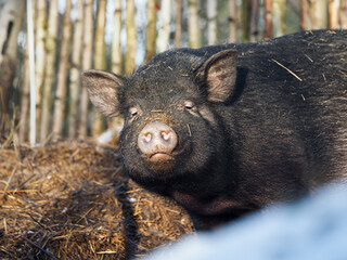 Happy big pig basks in a haystack in winter