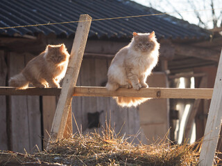 Village cats on the fence
