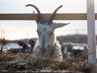 White horned goat eats hay from the feeder