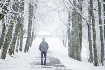 Fototapeta na wymiar One young man in gray warm clothes walking through alley of trees in white snowy winter day at park after blizzard. Fresh first snow. Spending time alone in nature. Peaceful atmosphere. Back view.