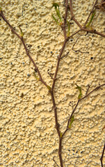 Rama de planta de enredadera en la pared beis, con brotes de hojas verdes. Luz natural