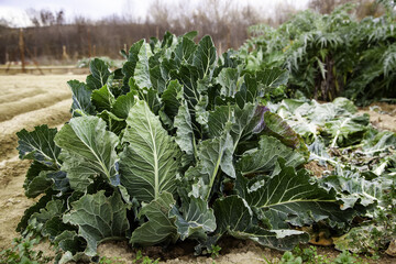 Naklejka premium Organic vegetable garden with cabbage