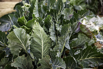 Naklejka premium Organic vegetable garden with cabbage