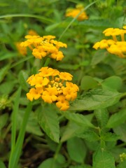 yellow flowers in the garden