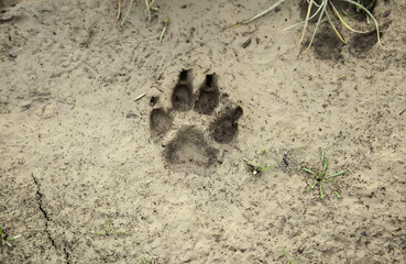 Dog tracks on the ground
