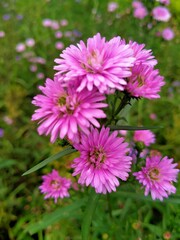 Obraz premium pink and white chrysanthemum