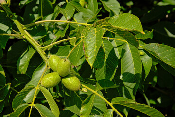 Unripe nuts and leaves of a black walnute tree, selective focus - Juglans nigra  - obrazy, fototapety, plakaty