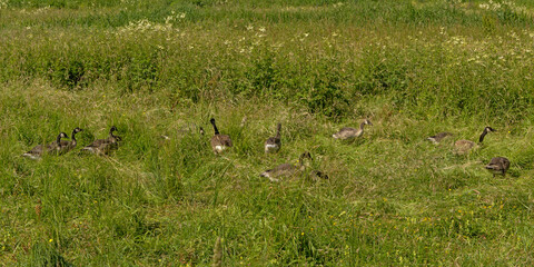 Obraz na płótnie Canvas Canada goose family hiding in high grass in the marsh.