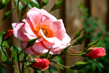 A single pink rose is in full bloom, while surrounded by others that are still in bud, in an English country garden.