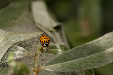 ladybug on a twig with hairy long leafs - Coccinellidae