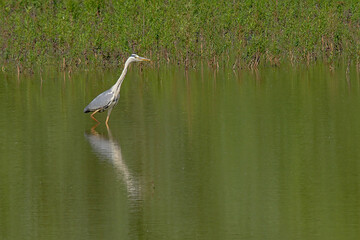Grey heron wading in the water, with it's image reflecting in the water surface
