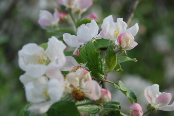 Obraz premium Apple tree flowers close up. Summer day. White-pink flowers of an apple tree on a branch with green leaves. Some of the flowers are open, some are still in buds.
