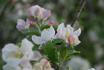 Obraz premium Apple tree flowers close up. Summer day. White-pink flowers of an apple tree on a branch with green leaves. Some of the flowers are open, some are still in buds.