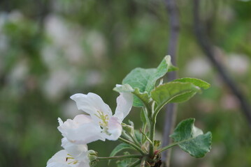 Fototapeta premium Apple tree flowers close up. Summer day. White-pink flowers of an apple tree on a branch with green leaves. Some of the flowers are open, some are still in buds.