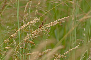 Flowering high wild grass halm in a meadow, selective focus with green bokeh background, poaceae 