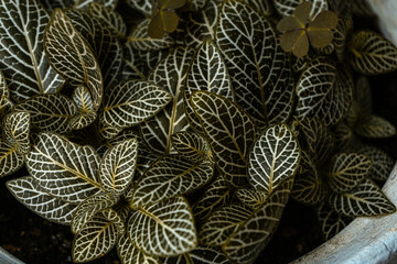  Zielone liście, roślinne tło. © insomniafoto