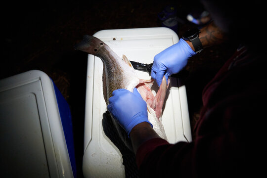 Man gutting fresh caught fish for dinner