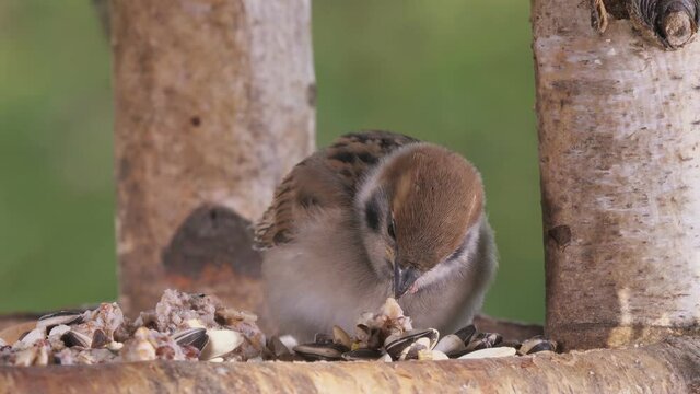Mehrere Szenen von einem jungen Spatz, Passer domesticus, der in einem Vogelhaus Vogelfutter frisst, 50fps