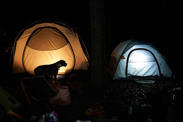 Illuminated camping tent in woods at night
