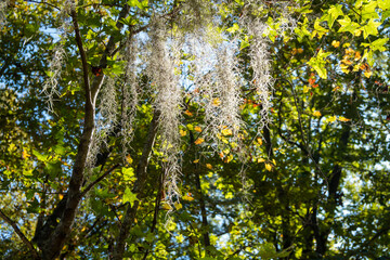 Spanish moss hanging from deciduous trees in Santee State Park South Carolina
